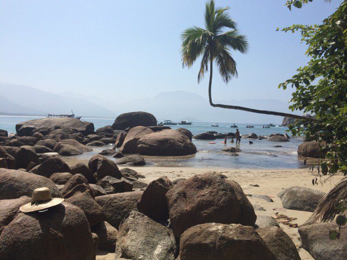 Árvore símbolo da Praia do Aventureiro - Ilha Grande