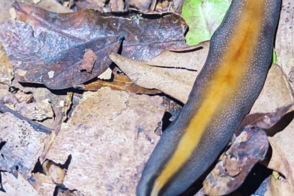 Lesma durante a trilha noturna para o Pico do Papagaio