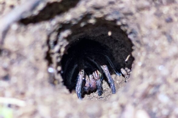 Aranha escondida durante a trilha noturna para o Pico do Papagaio