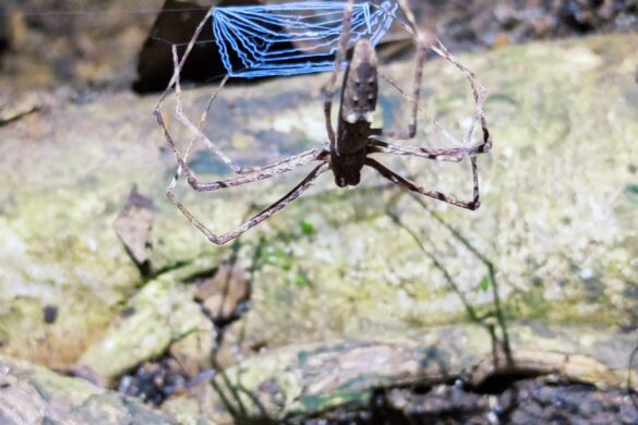 Aranha pequena durante a trilha noturna para o Pico do Papagaio