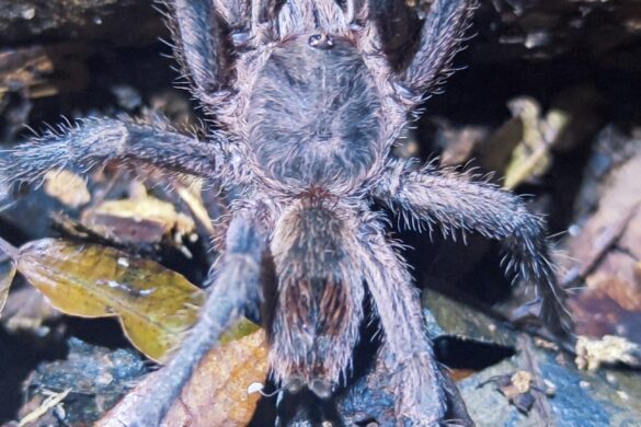 Aranha durante a trilha noturna para o Pico do Papagaio