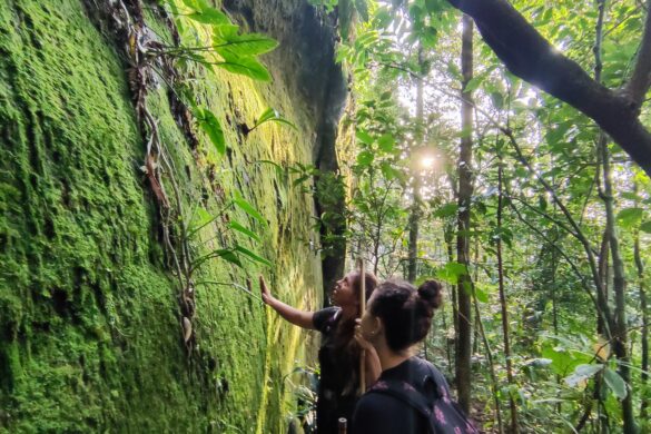 rocha coberta por líquens na base do Pico do Papagaio