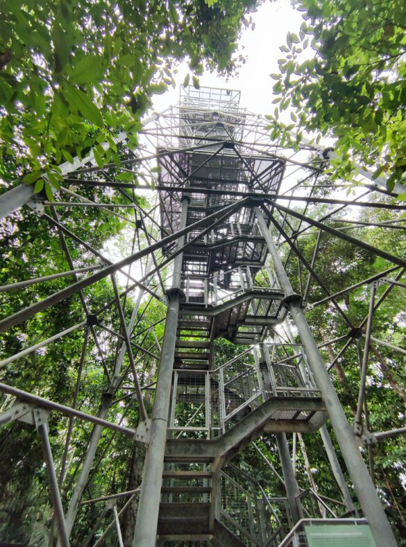 Torre de 420 metros para apreciação do Pôr do Sol no Museu da Amazônia
