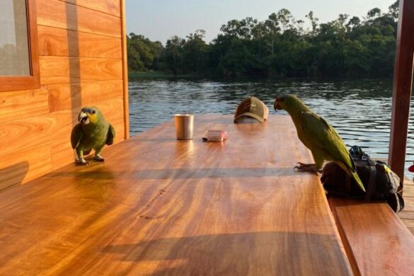 Papagaios na Pousada Juma Lake