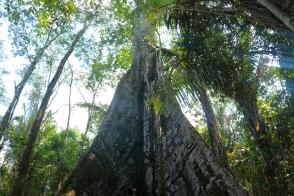 Samauma, a árvore da vida., na selva amazonica